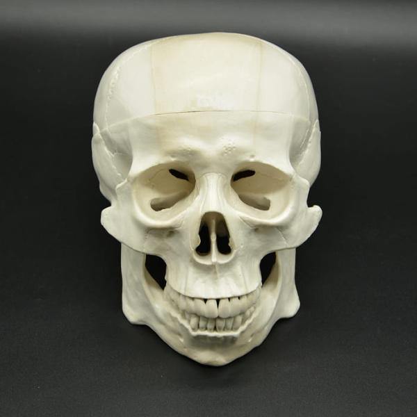 Модель «Череп человека» смонтированный Модель «Череп человека» смонтированный